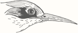 Oiseau-tempête